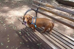 Dinho-no-Parque-Buenos-Aires-03