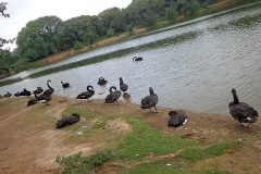 Dinho-no-Ibirapuera-01